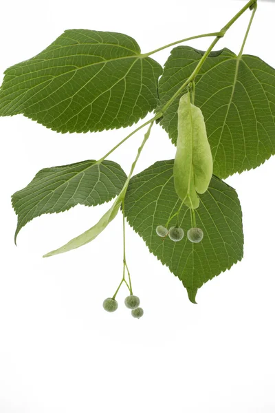 Lime tree frön på vit — Stockfoto