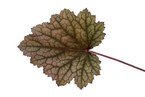 흑 요 석 산호 종 (Heuchera) 꽃의 잎 — 스톡 사진