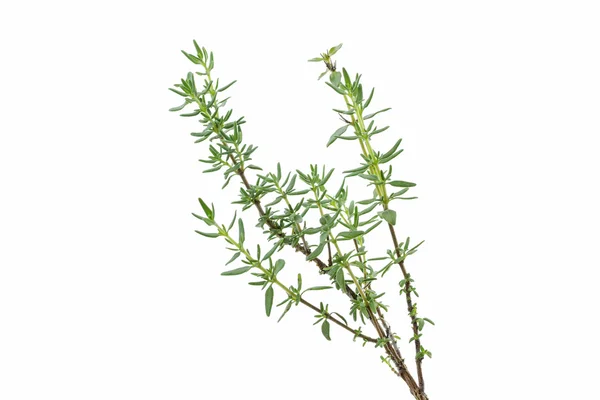 Fresh thyme herb on white — Stock Photo, Image