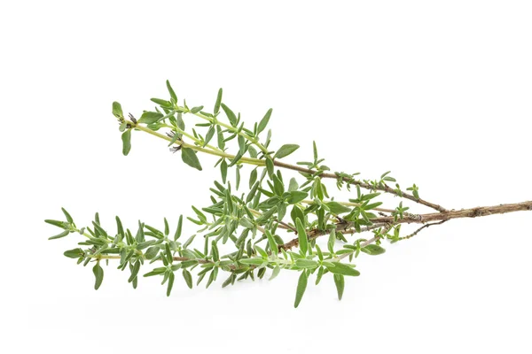 Fresh thyme herb on white — Stock Photo, Image