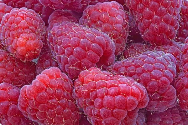 Fresh Raspberries as background — Stockfoto