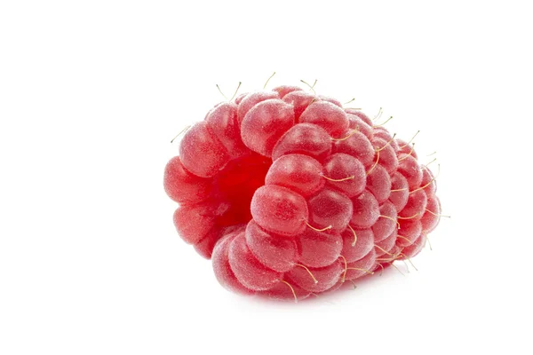单一新鲜树莓 — 图库照片