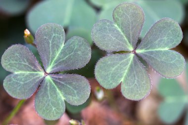 Oxalis corniculata yaprakları