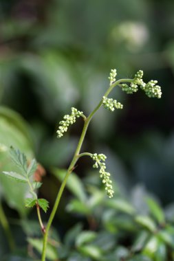 aruncus aethusifolius çiçek