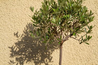 Small Olea europea tree casting shaddow clipart