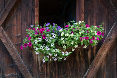Petunia flowers on a window in northern Italy clipart
