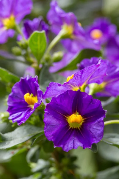 Paarse bloemen van Lycianthes rantonnetii (blauwe aardappel bush) — Stockfoto