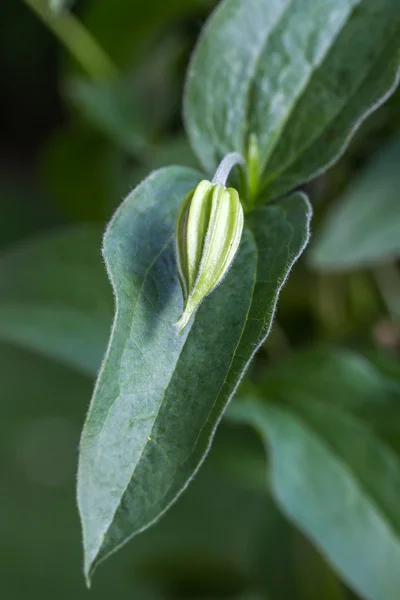 Clematis integrifolia květina s zeleň — Stock fotografie