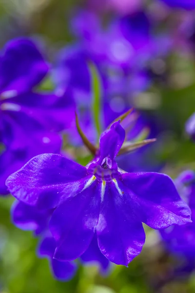 Blue lobelia (Lobelia erinus) closeup — Stock Photo, Image