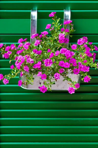 Bir tencerede Calibrachoa çiçek — Stok fotoğraf