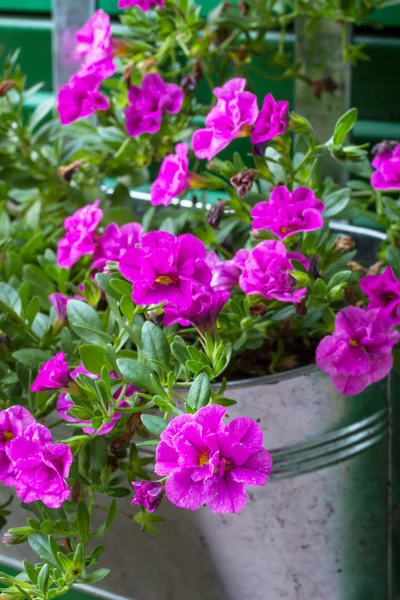 Calibrachoa květiny v květináči venku — Stock fotografie