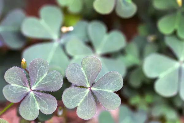 stock image Oxalis corniculata leaves