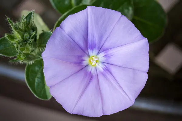 Convolvulus sabatius flower — Stockfoto