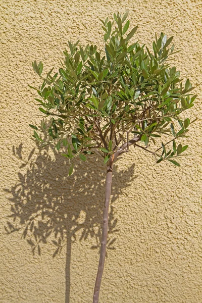 stock image Small Olea europea tree casting shaddow