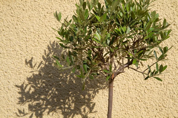 Pequeño árbol europeo Olea fundición sombra — Foto de Stock