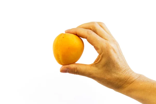 Kvinnliga handen håller en aprikos — Stockfoto