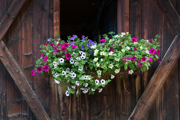 在意大利北部的窗口上矮牵牛花卉 — 图库照片