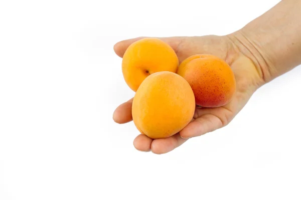 Main féminine tenant trois abricots — Photo