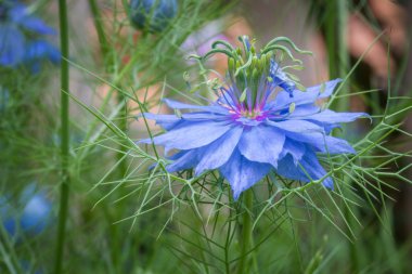 Nigella damascena çiçekler (Bluebottle)