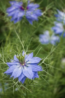 Nigella damascena çiçekler (Bluebottle)