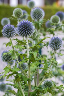 Blue globe thistle (Echinops) clipart