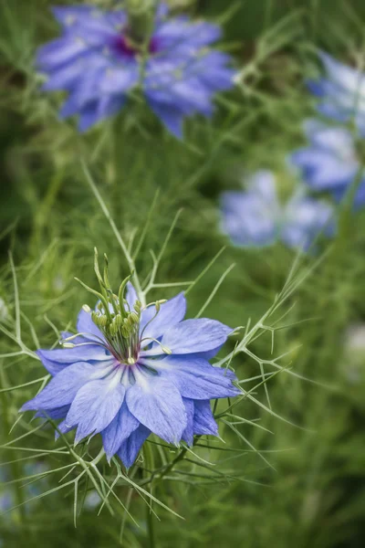 ニゲラ ブルガリア花 (アオスジアゲハ) — ストック写真