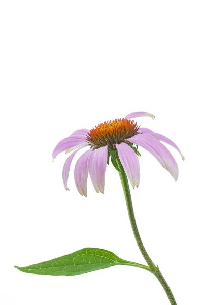 Echinacea цветок на белом фоне — стоковое фото