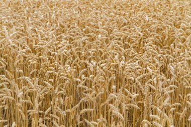 Wheat field closeup, format filling clipart