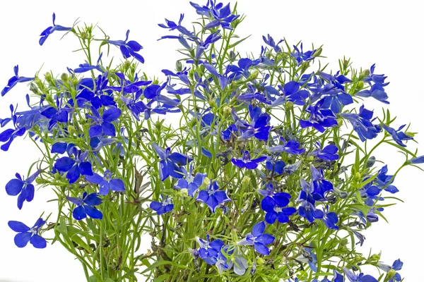 Blaue Lobelie (Lobelia erinus)) — Stockfoto
