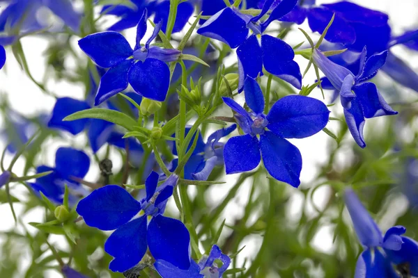 Blå lobelia (Lobelia erinus) närbild — Stockfoto