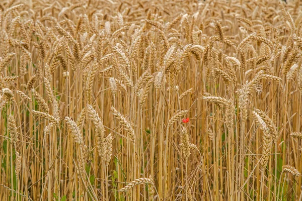 Primer plano del campo de trigo, relleno de formato — Foto de Stock