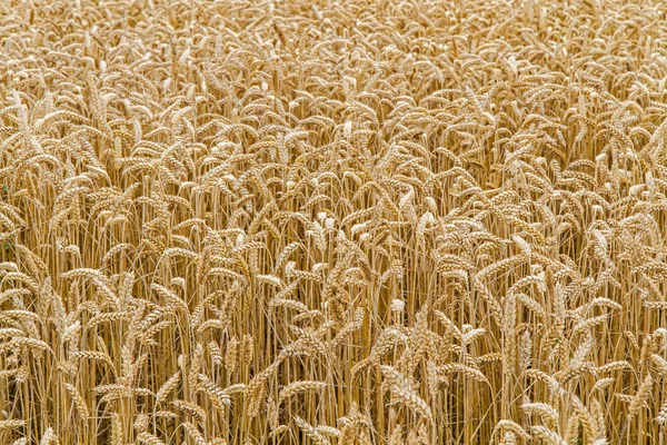 Zbliżenie pole pszenicy, formacie napełniania — Zdjęcie stockowe