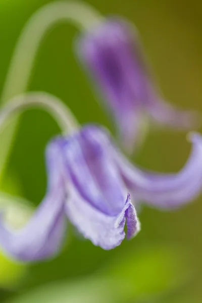 Clematis integrifolia flower with shallow DOF — Stock Photo, Image