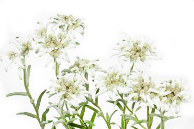 Çiçek açan Edelweiss çiçek (Leontopodium alpinum)