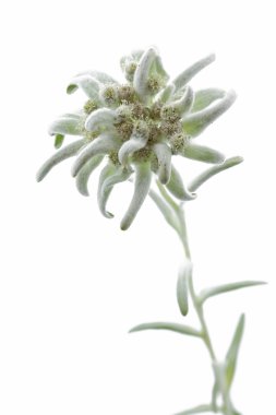 Çiçek açan Edelweiss çiçek (Leontopodium alpinum)