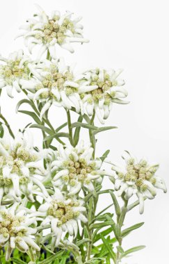 Çiçek açan Edelweiss çiçek (Leontopodium alpinum)