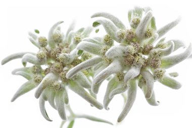 Çiçek açan Edelweiss çiçek (Leontopodium alpinum)