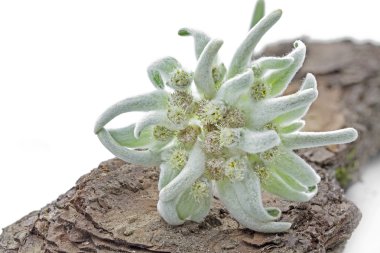 Çiçek açan Edelweiss çiçek (Leontopodium alpinum)