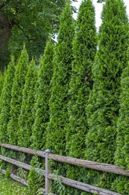 Thuja fence clipart