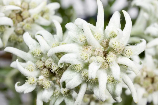 Blühende Edelweißblume (leontopodium alpinum)) — Stockfoto