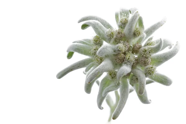 Λουλούδι που ανθίζει Edelweiss (Leontopodium alpinum) — Φωτογραφία Αρχείου