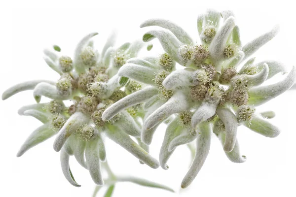 Virágzó Edelweiss virágok (Leontopodium alpinum) — Stock Fotó
