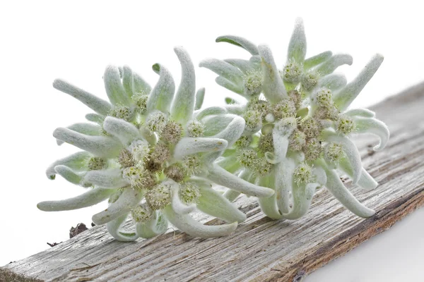 Bloeiende Edelweiss bloem (Edelweiss) — Stockfoto