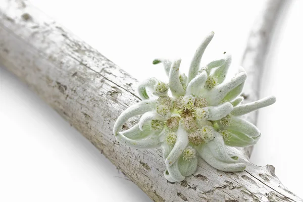 Fiore di Stella Alpina in fiore (Leontopodium alpinum ) — Foto Stock