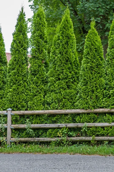 Mazı (bitki) çit — Stok fotoğraf