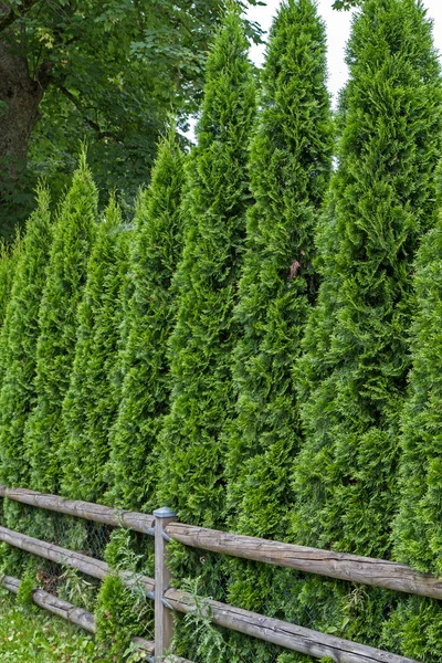 Żywotnik ogrodzenia — Zdjęcie stockowe