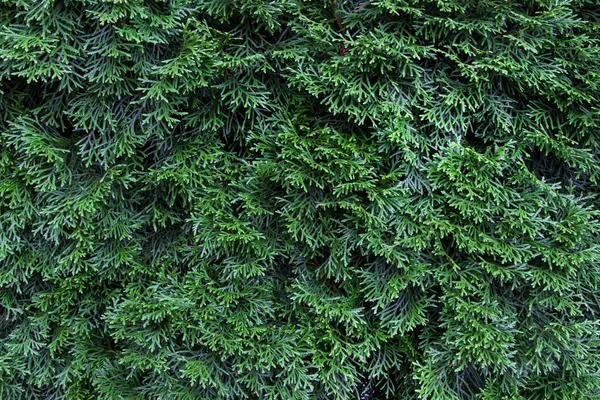 Thuja green as background — Stock Photo, Image