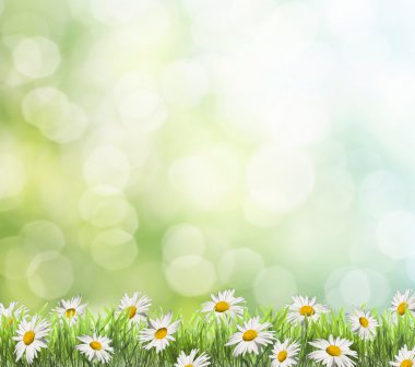 Daisies on spring background. clipart