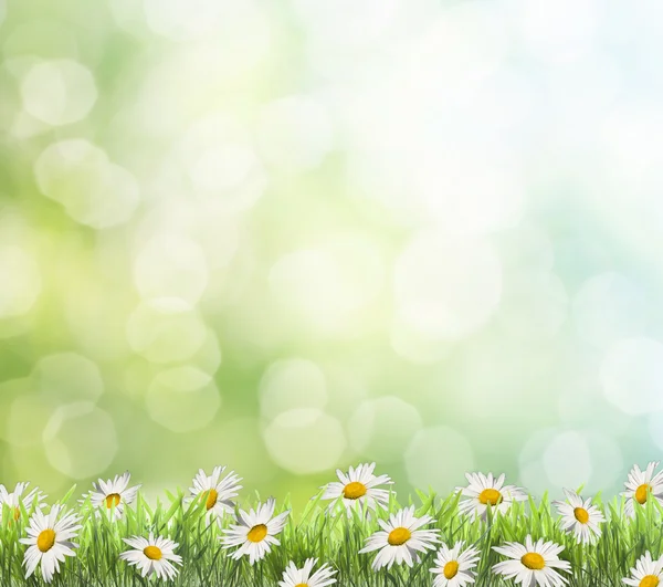 Daisies on spring background. — Stock Photo, Image