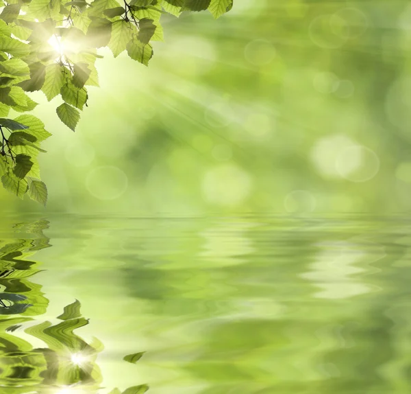 Fresh green leaves over water — Stock Photo, Image
